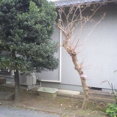 ★枝払い、剪定、伐採　お手伝いします★！！ - 所沢市