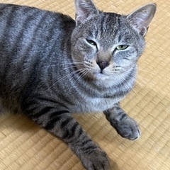 さくら耳のサバトラ優しい性格の甘えん坊男の子です