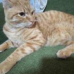 里親募集中です