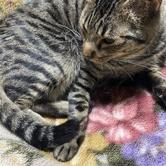 里親募集中です