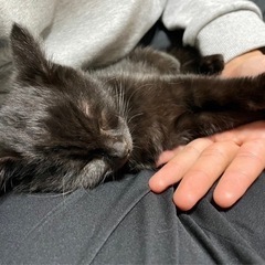 魔女の宅急便に出てきそうな甘えん坊黒猫三姉妹