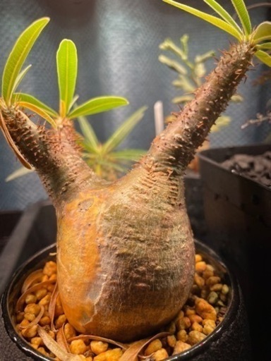 パキポディウム　グラキリス　現地球発根済み