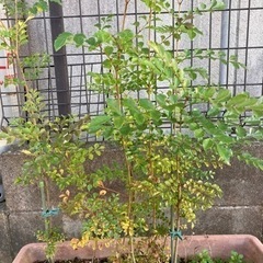 シマトネリコ １本