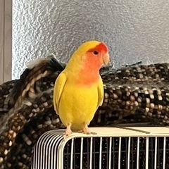 元迷子のコザクラインコさん