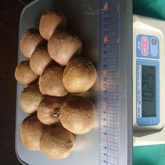 キウイフルーツ☆200円/kg