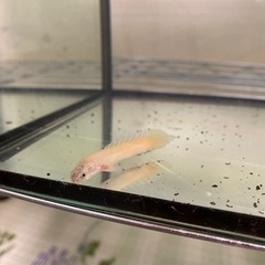 古代魚 おります！