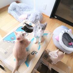 in小牧市~子猫大集合！保護猫の譲渡会2022年12月3日（土）...