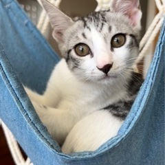 人も猫も大好き♡  甘えん坊ボーイ