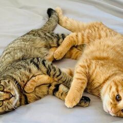 in瀬戸市~子猫大集合！保護猫の譲渡会2022年12月3日（土）...