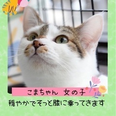 穏やかな性格の甘えん坊【譲渡会参加】