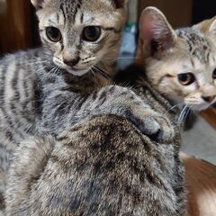 子猫🐱さしあげます🐾オス3匹メス3匹です