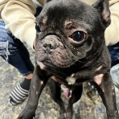 フレンチブルドッグ　オス　ブラック
