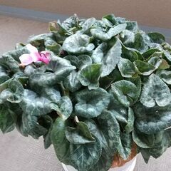 シクラメン特大‼️💐🌹🎉🎊