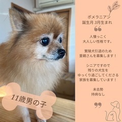 ポメラニアン繁殖引退犬11歳の男の子