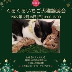 🎄くるくるいちご犬ネコ譲渡会