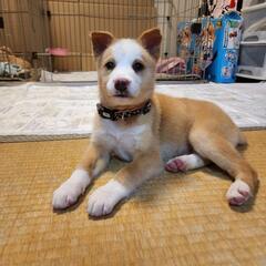 元気いっぱいな可愛い『ねね』ちゃん　里親様決まりました！