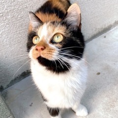 譲渡きまりました！ほんとにありがとうございました！