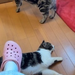 性格美人なキジ白ちゃん♀7か月 - 猫