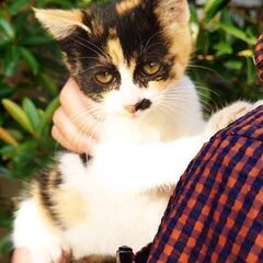 ［12/11更新］庭に迷い込んだと思われる三毛猫（メス、約3ヶ月...