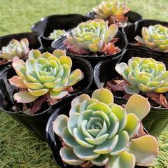 【取り引き決定】多肉植物8つ