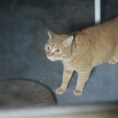 飼い猫 茶トラ アオイ鈴付きの首輪 迷い猫？
