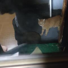 飼い猫 茶トラ アオイ鈴付きの首輪 迷い猫？ - 江戸川区