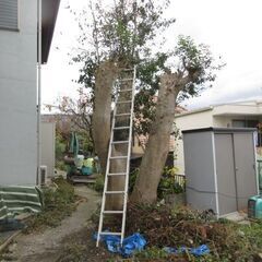 モチノキ徹去、大木、ユンボ、格安、安全、福岡、便利屋