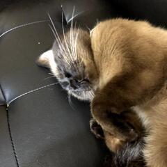 里親募集‼️シャム猫　8歳　♂️