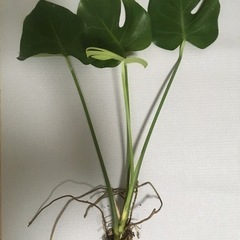 【取引終了】モンステラ（観葉植物株分け、苗、水差し、水栽培）