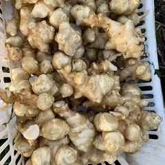 無農薬　菊芋500gの画像