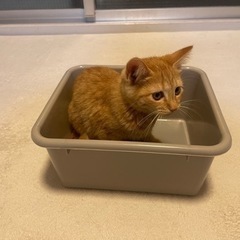 車に潜り込んだ保護猫 子猫 - 猫
