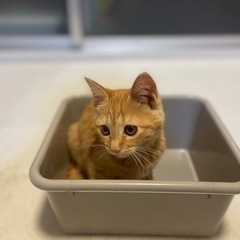 車に潜り込んだ保護猫 子猫