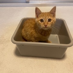 車に潜り込んだ保護猫 子猫 - 名古屋市
