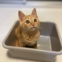 車に潜り込んだ保護猫 子猫 − 愛知県