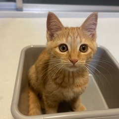 車に潜り込んだ保護猫 子猫 - 里親募集