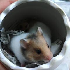 全ての里親様決まりました
