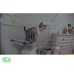 Panasonic 屋内HDカメラ　ペット用の画像