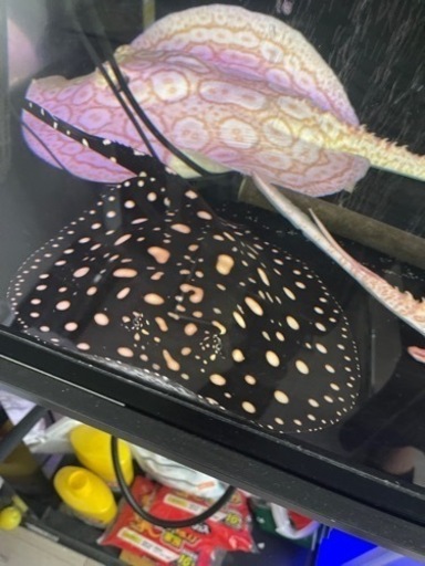 大幅値下げしました‼️78,000円→58,000円❗️淡水エイ　純血ダイヤモンドポルカメス♀雌