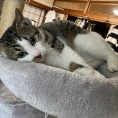 可愛い推定1歳の男の子猫ちゃんの里親さん募集します