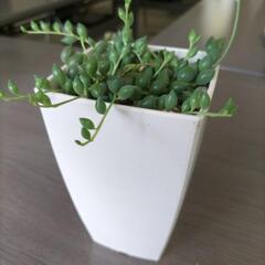 ☆多肉植物　ピーチネックレス