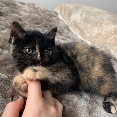 【里親決定✨】生後1ヶ月ほどの子猫　さびの甘えん坊な女の子です。