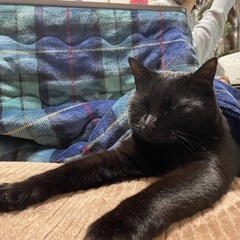 人懐こいメスの黒猫の里親募集中