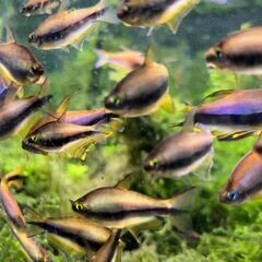 エンペラーテトラ お譲りします。の画像