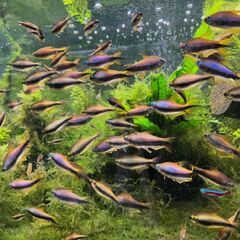 エンペラーテトラ お譲りします。の画像