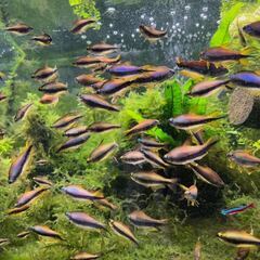 エンペラーテトラ お譲りします。の画像