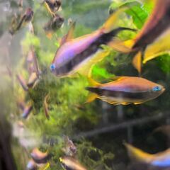エンペラーテトラ お譲りします。の画像