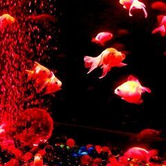 レストランスタッフ／アルバイト・パート募集！未経験の方大歓迎です☆の画像