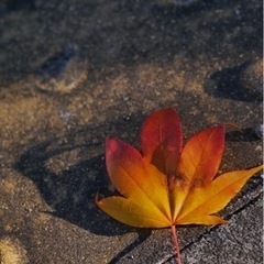 一緒に写真を撮りませんか？