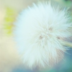 一緒に写真を撮りませんか？ - 友達