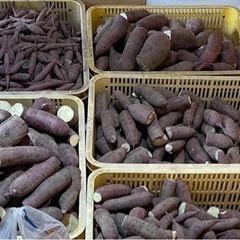 12/1以降お渡し分　さつまいも　紅はるか　規格外　10キロ 1...